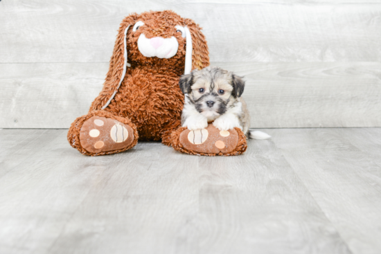 Havanese Puppy for Adoption