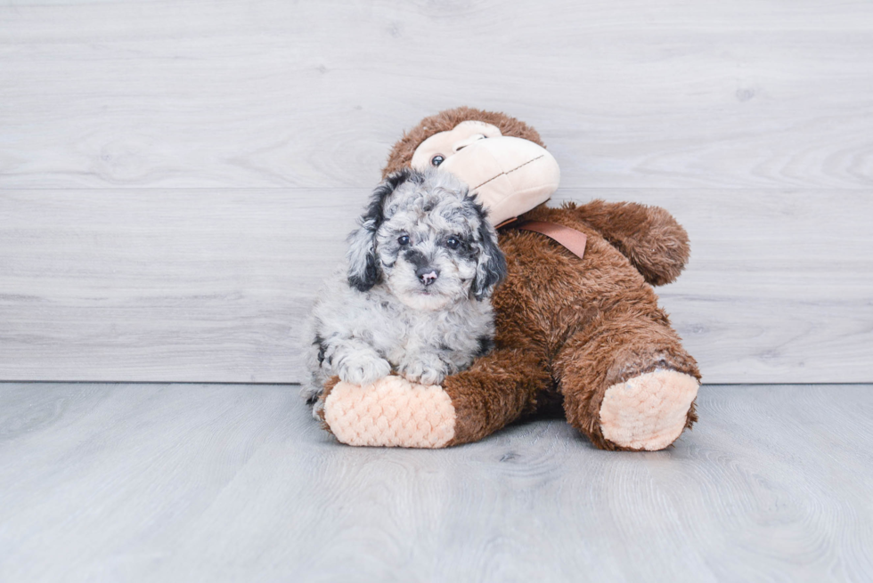 Cute Mini Aussiedoodle Baby