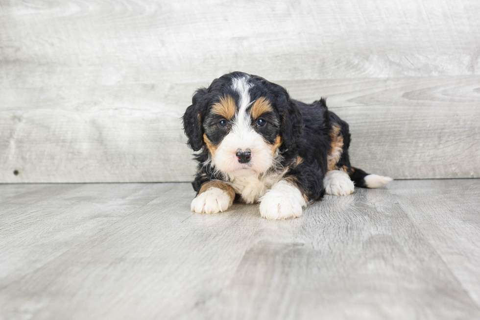 Mini Bernedoodle Puppy for Adoption