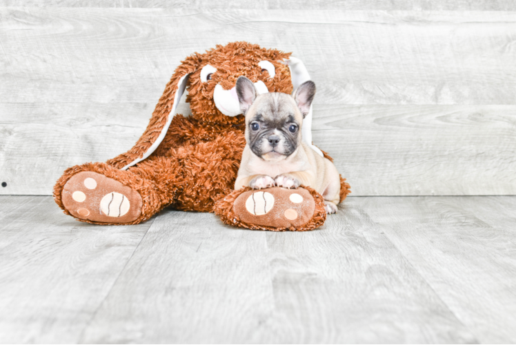 French Bulldog Puppy for Adoption