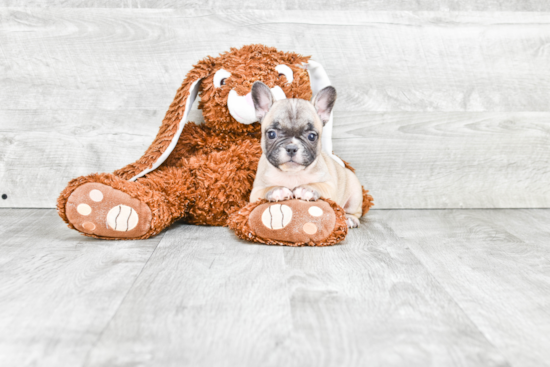 French Bulldog Puppy for Adoption