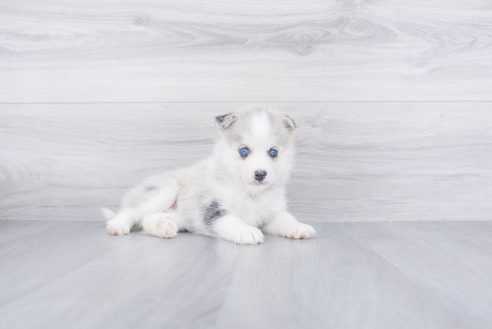 Best Pomsky Baby