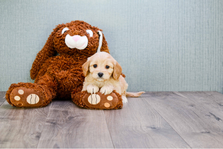 Fluffy Cavachon Designer Pup