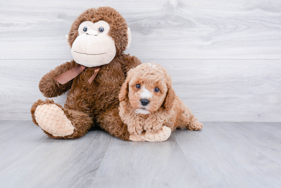 Popular Cavapoo Poodle Mix Pup