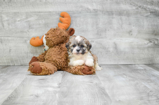 Funny Teddy Bear Designer Pup