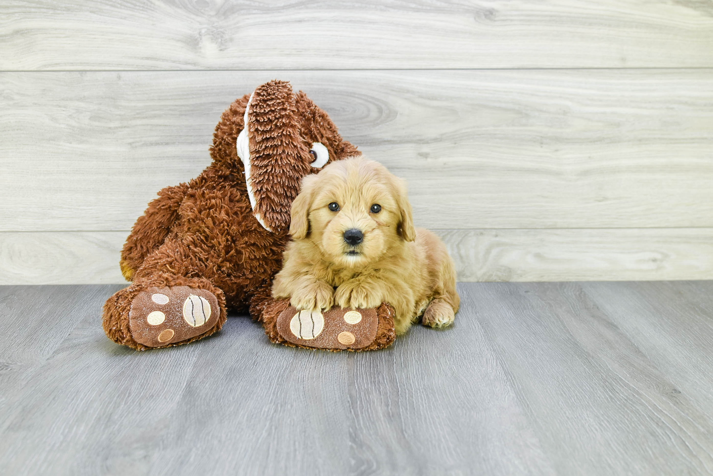 Cute Mini Goldendoodle Baby