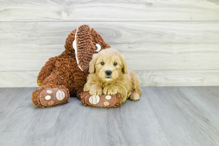 Cute Mini Goldendoodle Baby