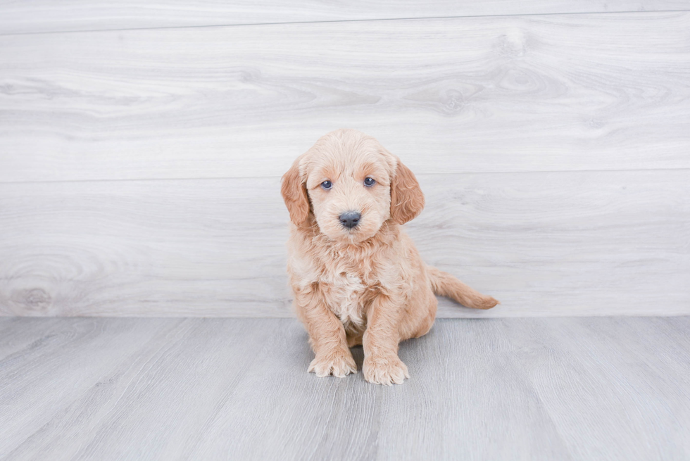 Fluffy Mini Goldendoodle Poodle Mix Pup