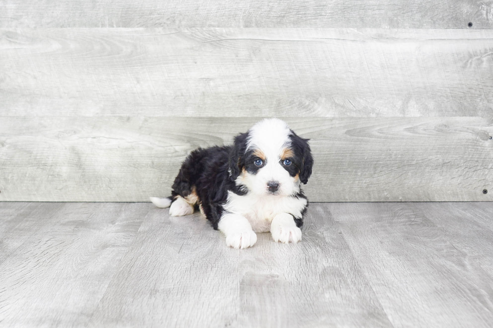 Best Mini Bernedoodle Baby