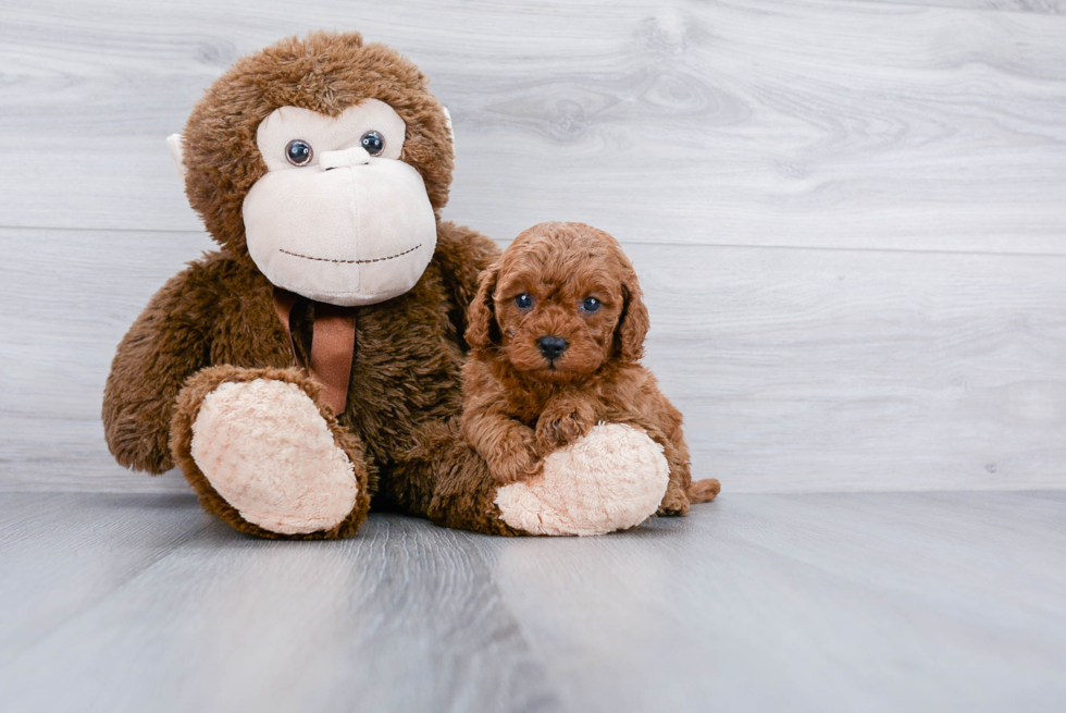 Popular Cavapoo Poodle Mix Pup