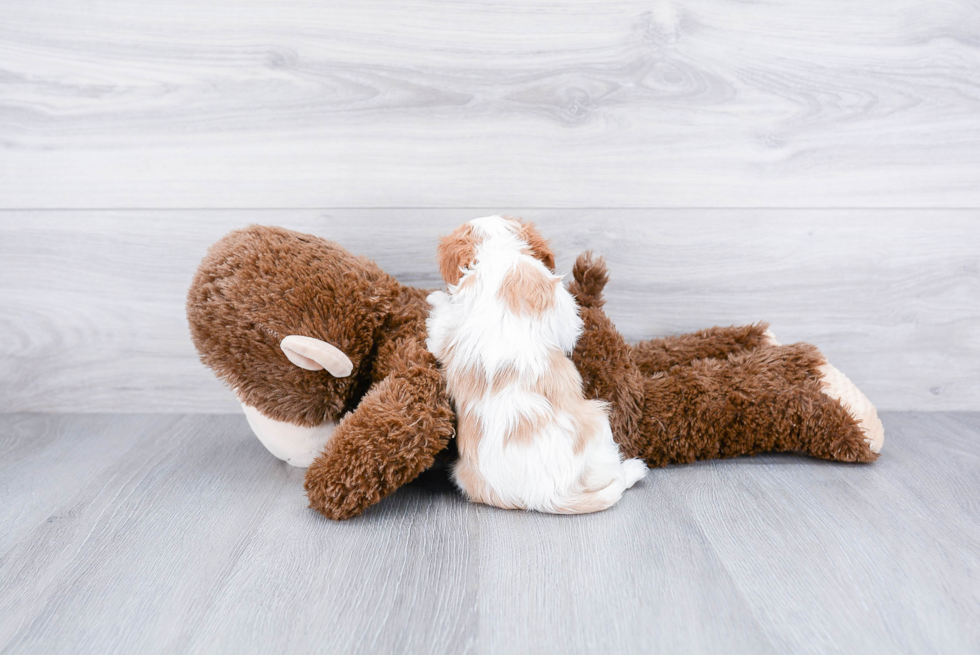 Fluffy Cavalier King Charles Spaniel Purebred Puppy