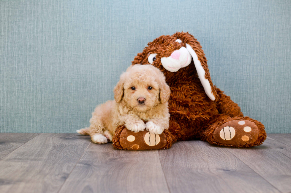 Best Mini Goldendoodle Baby