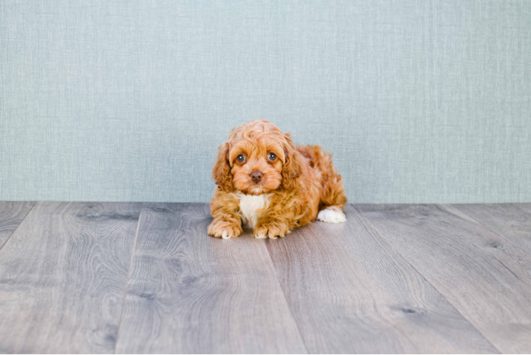 Popular Cockapoo Poodle Mix Pup