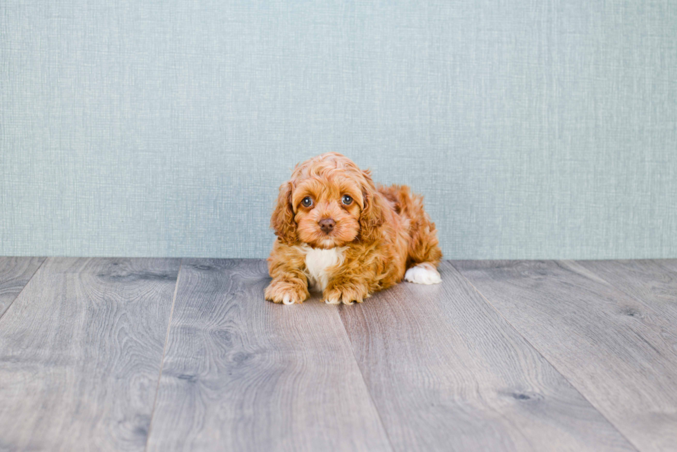 Popular Cockapoo Poodle Mix Pup