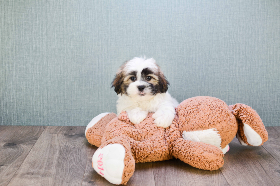 Playful Shichon Designer Puppy