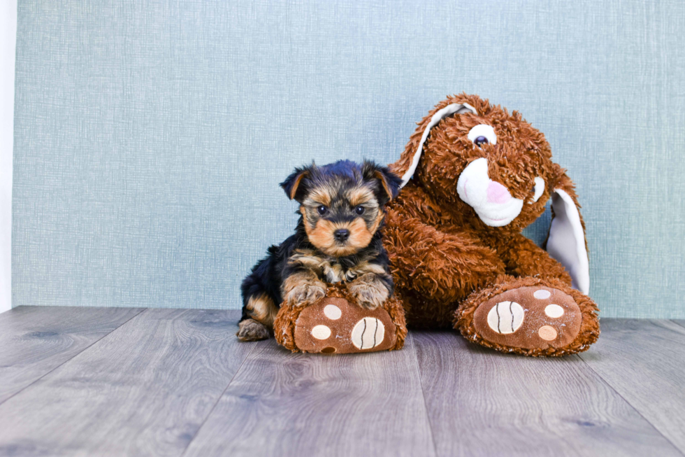 Meet Rascal - our Yorkshire Terrier Puppy Photo 