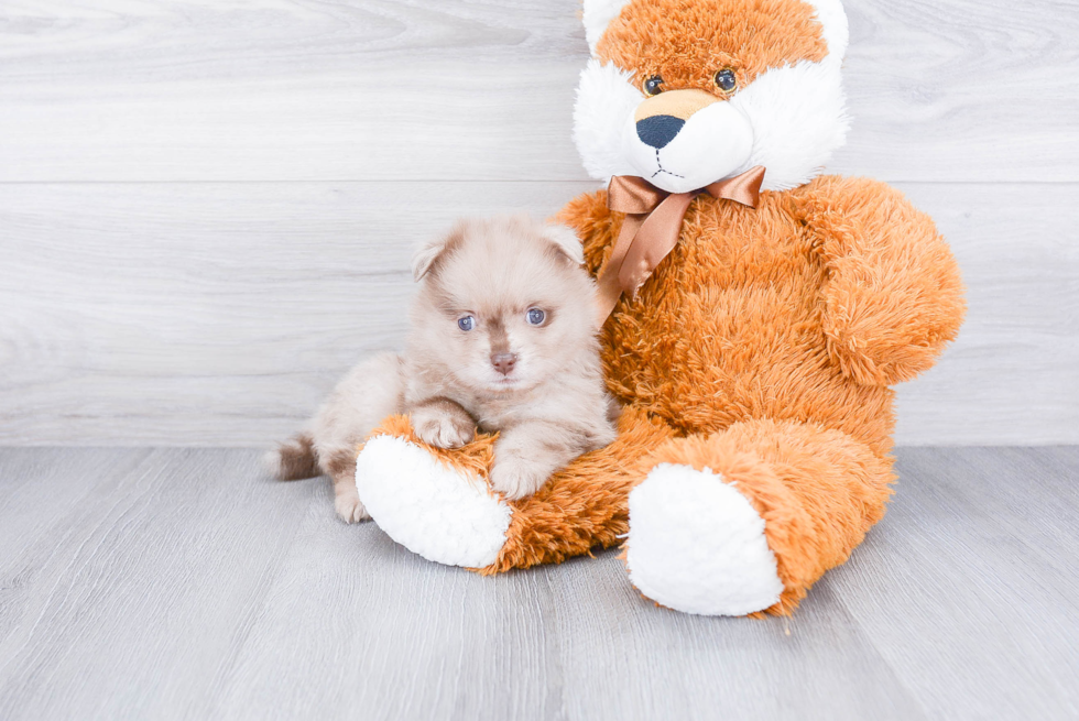 Pomeranian Puppy for Adoption