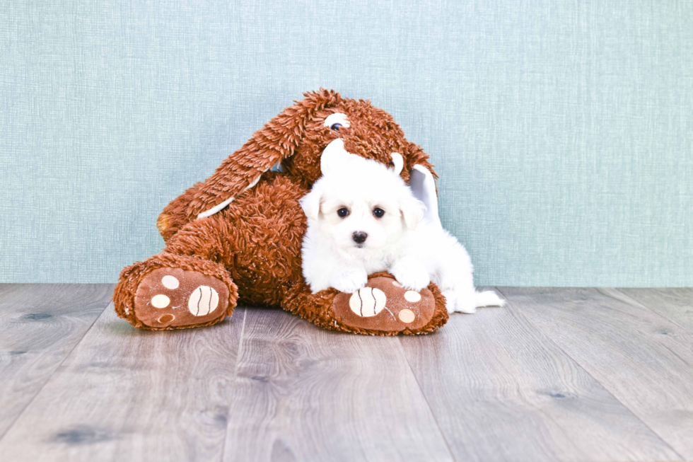 Smart Maltipoo Poodle Mix Pup