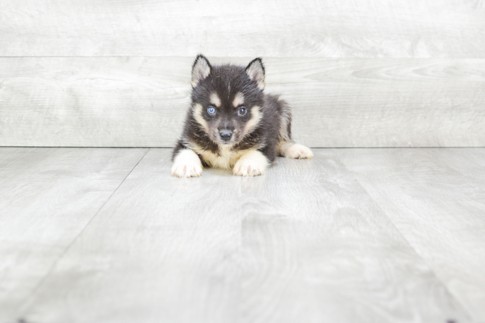 Petite Pomsky Designer Pup