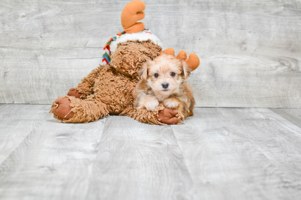 Little Yorkie Designer Puppy