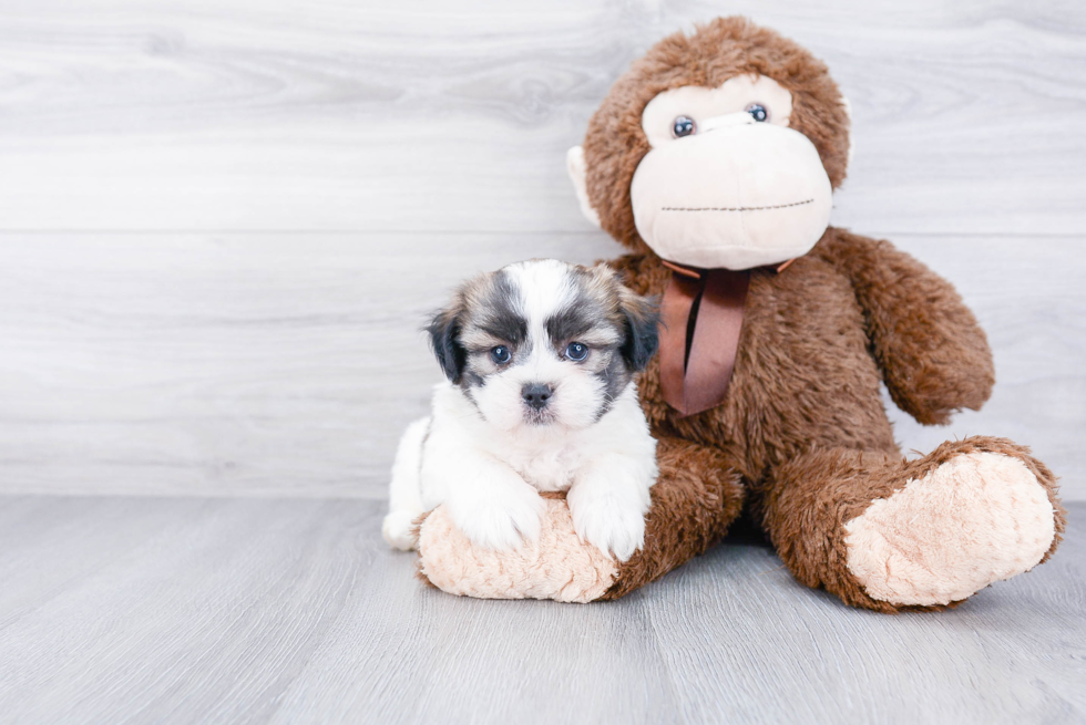 Teddy Bear Pup Being Cute