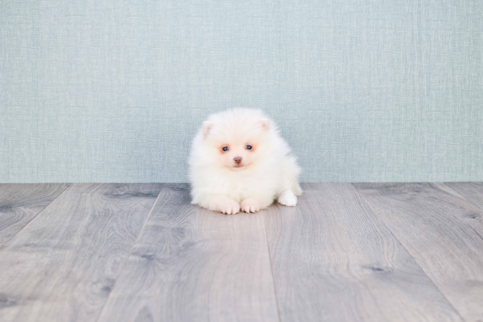 Best Pomeranian Baby