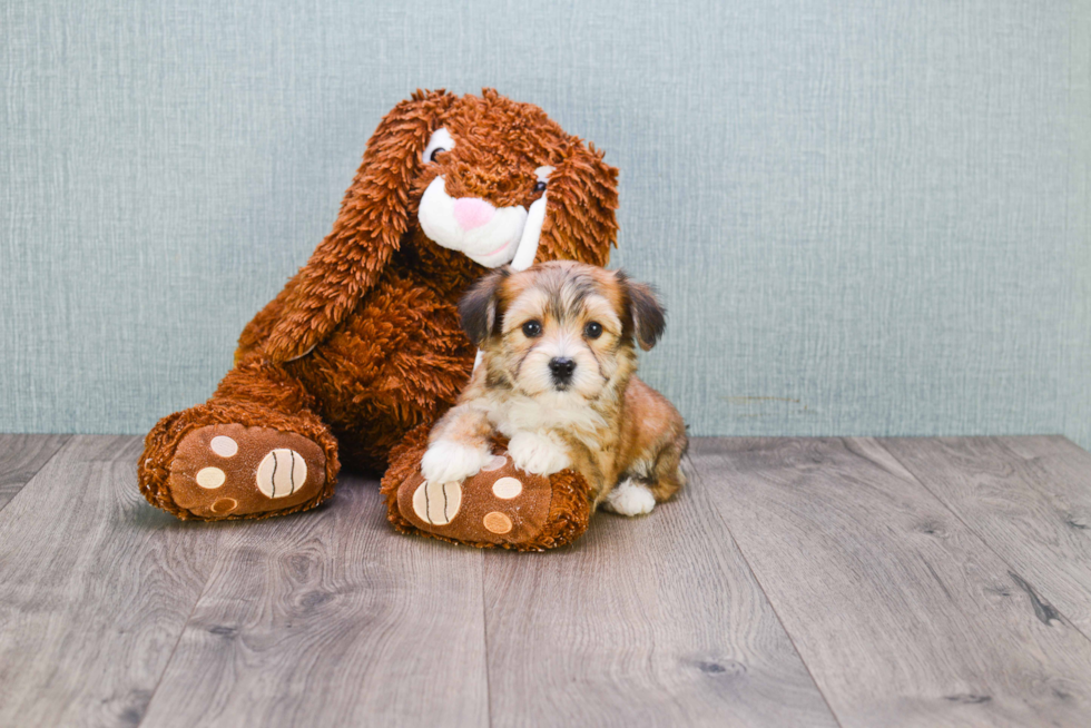 Sweet Morkie Baby