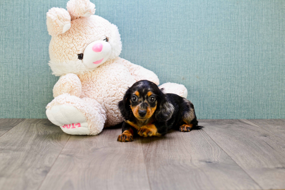 Cute Dachshund Purebred Puppy