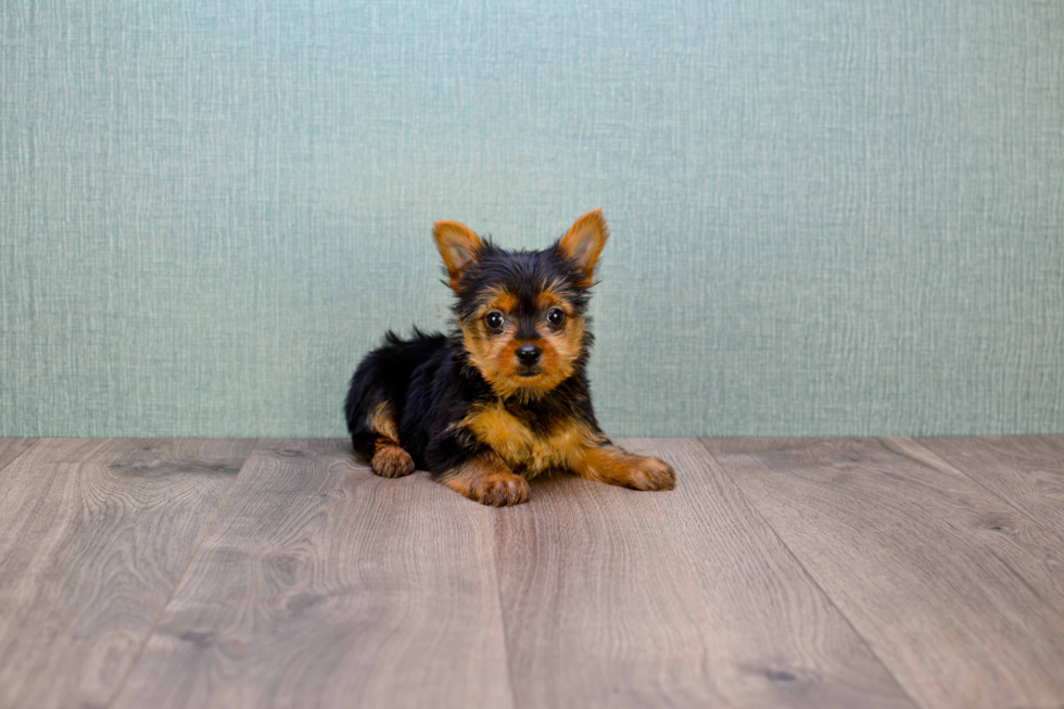 Meet Steph - our Yorkshire Terrier Puppy Photo 