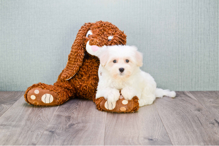 Best Maltipoo Baby