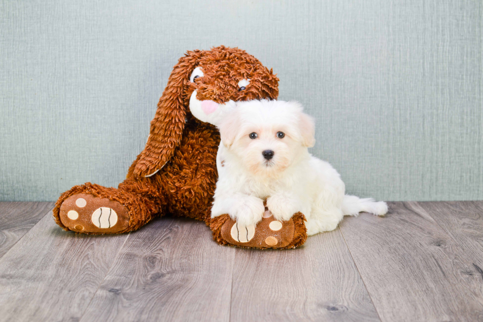Best Maltipoo Baby