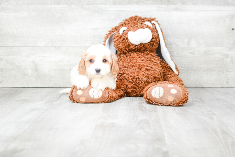 Petite Cavapoo Poodle Mix Pup