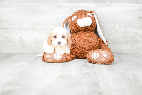 Petite Cavapoo Poodle Mix Pup