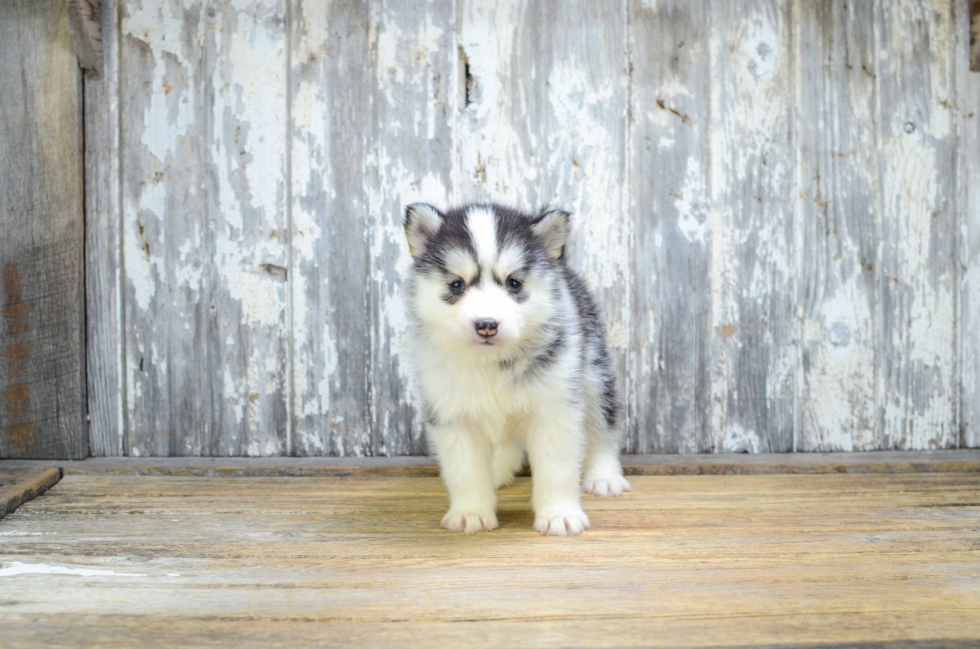 Fluffy Pomsky Designer Pup