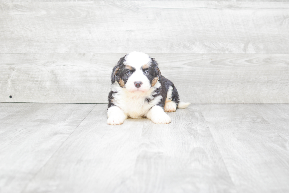 Mini Bernedoodle Puppy for Adoption