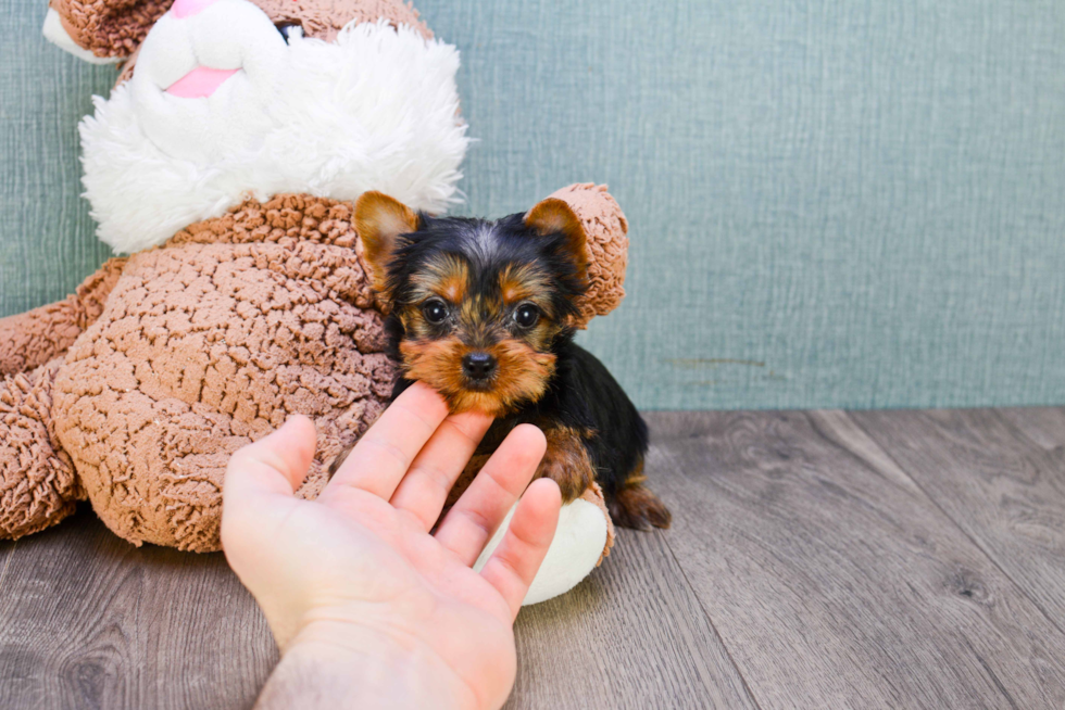 Meet Jeremy - our Yorkshire Terrier Puppy Photo 