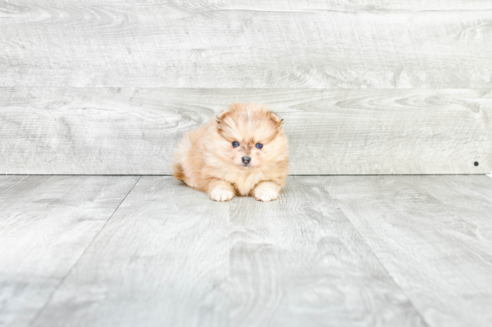 Funny Pomeranian Baby