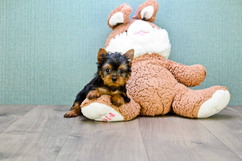 Meet Giselle - our Yorkshire Terrier Puppy Photo 