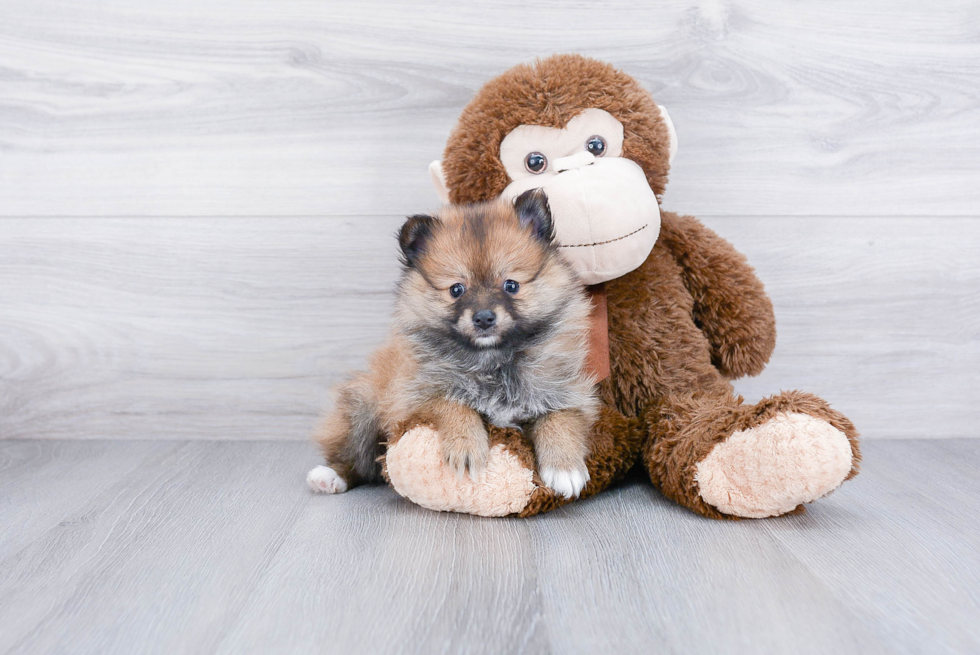 Little Pomeranian Purebred Pup