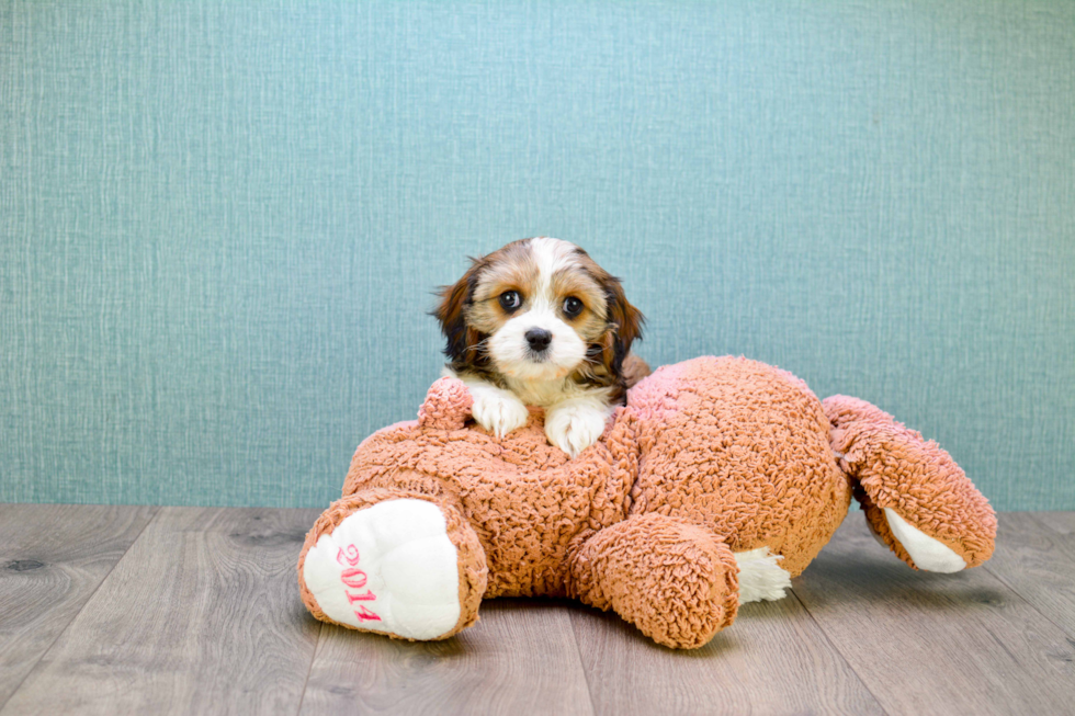 Meet Karl - our Cavachon Puppy Photo 