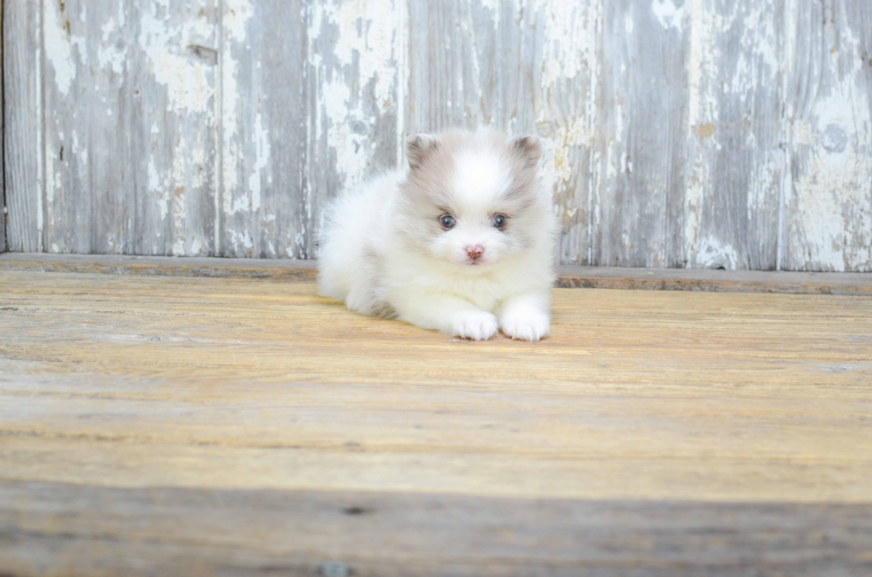 Small Pomeranian Baby