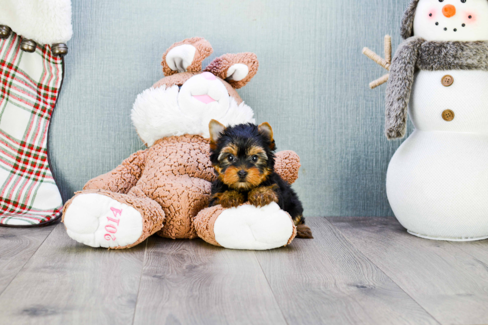 Meet Heidi - our Yorkshire Terrier Puppy Photo 