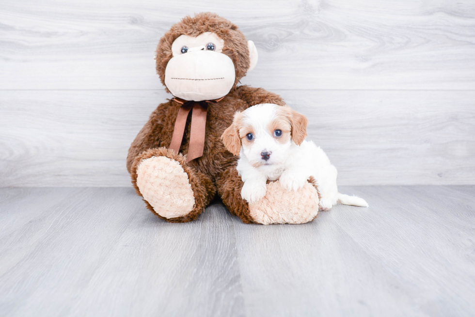 Sweet Cavachon Baby