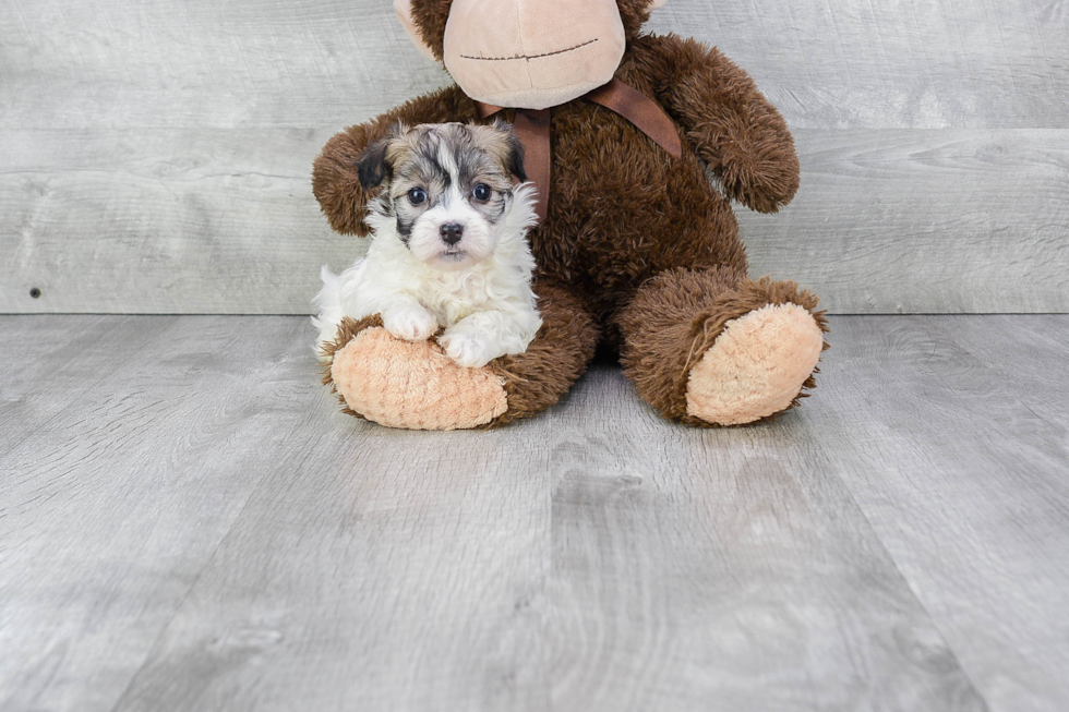 Havanese Pup Being Cute