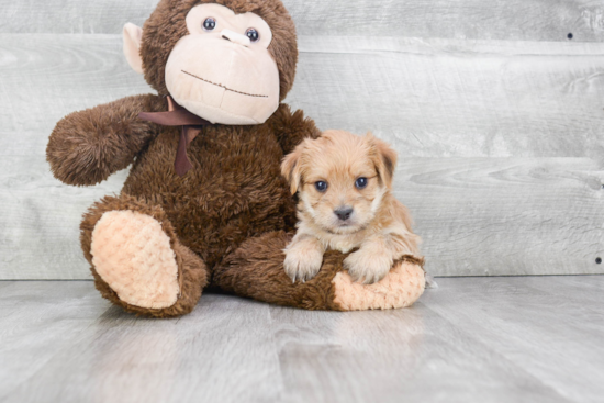 Small Morkie Baby