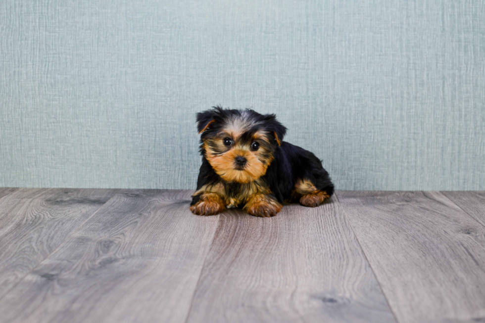 Meet Nugget - our Yorkshire Terrier Puppy Photo 