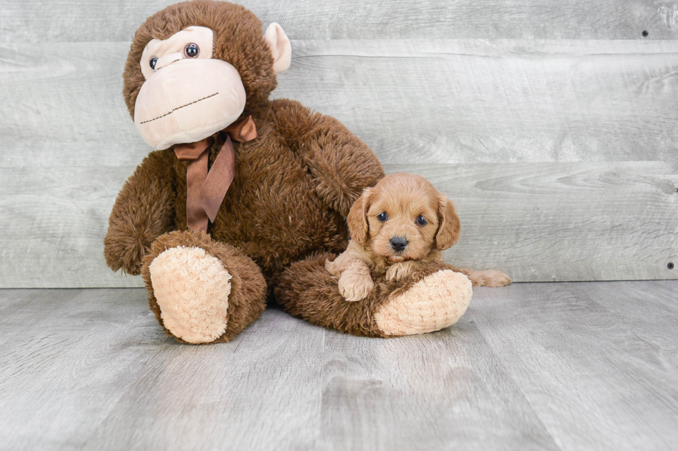 Best Cavapoo Baby