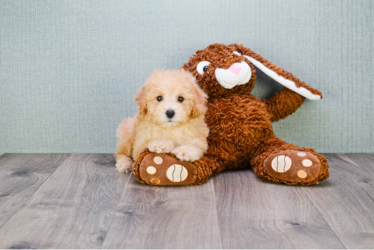 Smart Cavapoo Poodle Mix Pup