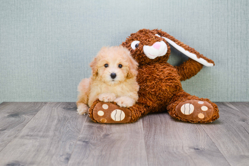 Smart Cavapoo Poodle Mix Pup
