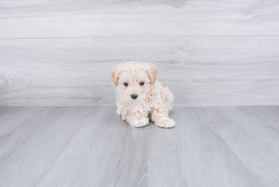 Maltipoo Puppy for Adoption